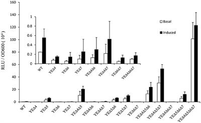 Role of Low-Molecular-Mass Penicillin-Binding Proteins, NagZ and AmpR in AmpC β-lactamase Regulation of Yersinia enterocolitica